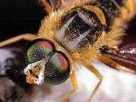 Pest control - Rely on us in Oro Valley, Arizona, for superior pest and weed control services.